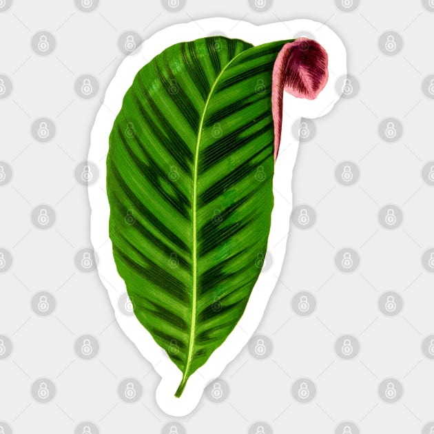 Calathea Zebrina - Rothschild Sticker by chimakingthings